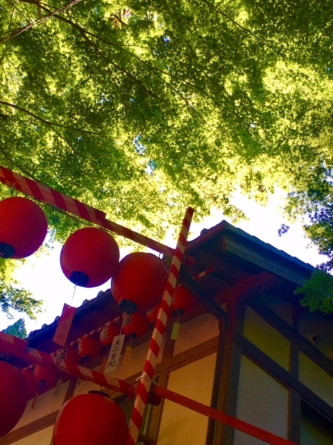 伏見稲荷大社の提灯と木の緑を下から見上げる