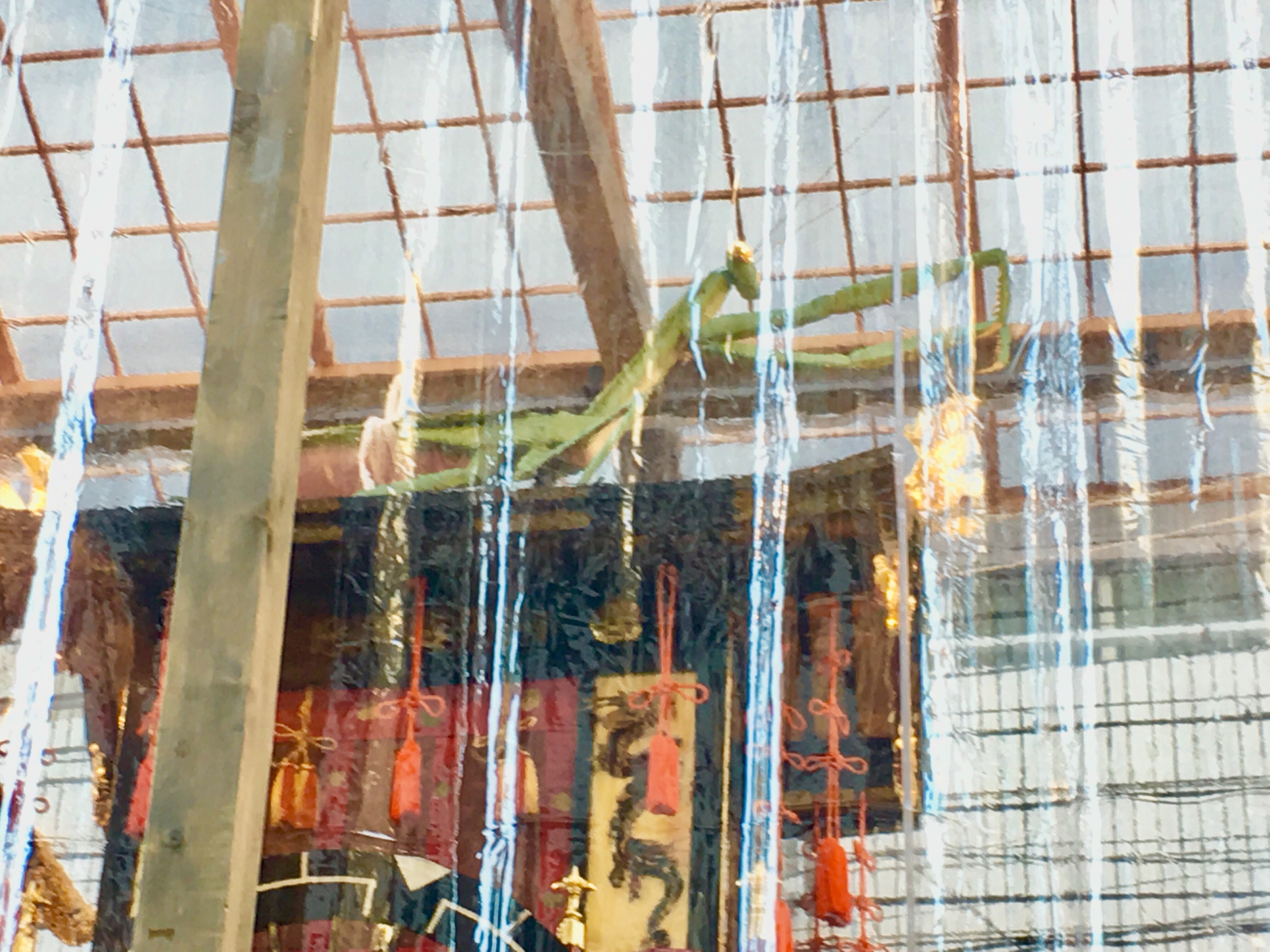ビニール越しに見る祇園祭の蟷螂山のカマキリ人形